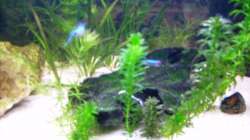 1. Moorkienholzwurzel