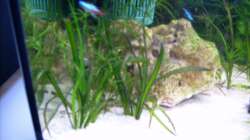 Der für mich unbekannte Stein der aber sehr schön ins AQ-Bild passt