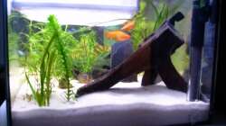 2. Moorkienholzwurzel