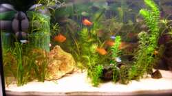 Die Schwerträger, Platys, Neon-Salmler und der Wels (Wels leider auf dem Bild nicht