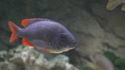 Copadichromis kadango red fin - Weibchen