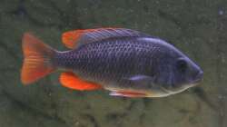Copadichromis kadango red fin - Weibchen