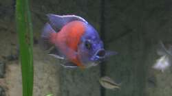 Copadichromis kadango red fin - Männchen