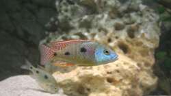 Otopharynx tetrastigma - Männchen