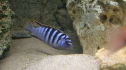 Hongi red Top - Männchen