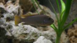 Hongi red Top - Weibchen schwanger