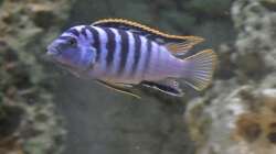 Hongi red Top - Männchen