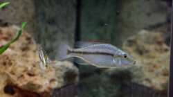 Dimidiochromis compressiceps - Jungtiere