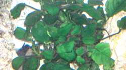 Anubias barteri var. nana ( Zwergspeerblatt )