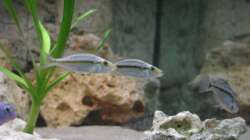 Dimidiochromis compressiceps - Jungtiere