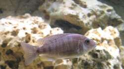 Aulonocara jacobfreibergi Eureka - Weibchen