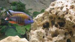 Aulonocara jacobfreibergi Eureka - Männchen