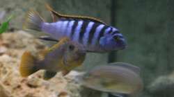 Hongi red Top - Pärchen - schwanger