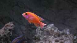 Aulonocara Firefish - Männchen