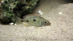 Otopharynx tetrastigma - Weibchen