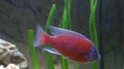 Copadichromis kadango red fin - Männchen