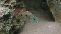 Otopharynx tetrastigma - Männchen