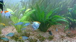 Pflanzen im Aquarium Becken 1