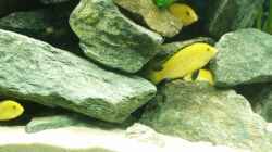 Labidochromis caeruleus (Yellow)