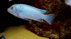 Bright Blue (M.callanois)