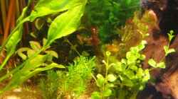 Pflanzen im Aquarium Becken 10861