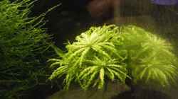 Pflanzen im Aquarium Becken 10889
