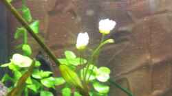 Echinodorusblüte unter Wasser