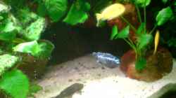 Melanochromis Cizumlu Johanni Männchen in seinem Revier