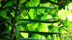 Pflanzen im Aquarium Südamerika-WG