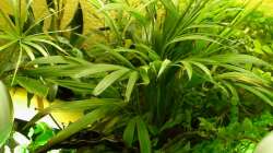 Pflanzen im Aquarium Südamerika-WG