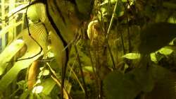 Pflanzen im Aquarium Südamerika-WG