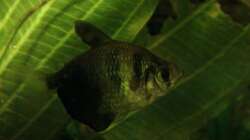 Trauermantelsalmler , Gymnocorymbus ternetzi