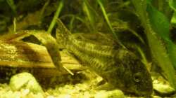 Panzerwels , Corydoras paleatus  .