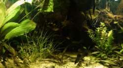 Aquarium Südamerika-WG