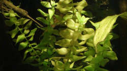 Pflanzen im Aquarium Südamerika-WG