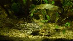 L5 und L14 beim speisen