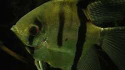 Besatz im Aquarium Südamerika-WG