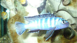 Besatz im Aquarium Malawi Mbuna Becken -Aufgelöst-