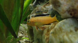 Besatz im Aquarium Malawi Mbuna Becken -Aufgelöst-