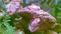 Labidochromis Hongi red top