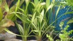 Zwergschwertpflanze - Echinodorus, quadricostatus