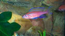 noch ein Bock Paracyprichromis nigripinnis `blue neon`