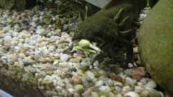 Axolotl bei Fütterung