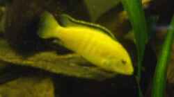 Labidochromis Caeruleus spec.Yellow Männchen