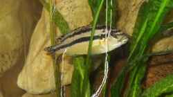 Melanochromis Auratus Weibchen