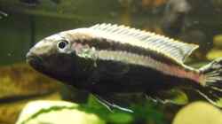 Melanochromis Auratus Männchen