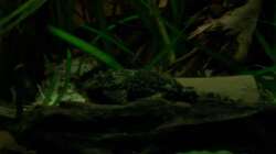 [04.11.09] Ancistrus sp. Weibchen