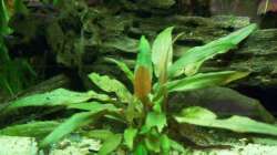 Cryptocoryne Wendtii ´Green Gecko´