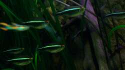 [08.02.10]Schwarzer Neon