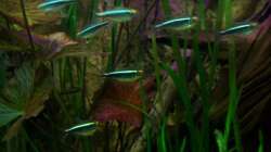 [04.11.09] Hyphessobrycon herbertaxelrodi